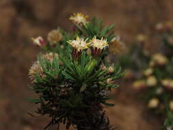 Image of Baccharis taltalensis I. M. Johnston