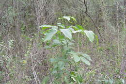 Imagem de Handroanthus heptaphyllus (Mart.) Mattos