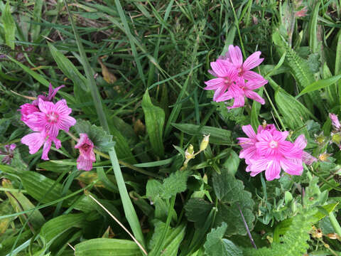 Image of dwarf checkerbloom