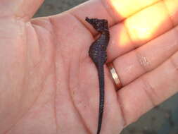 Image of Patagonian Seahorse