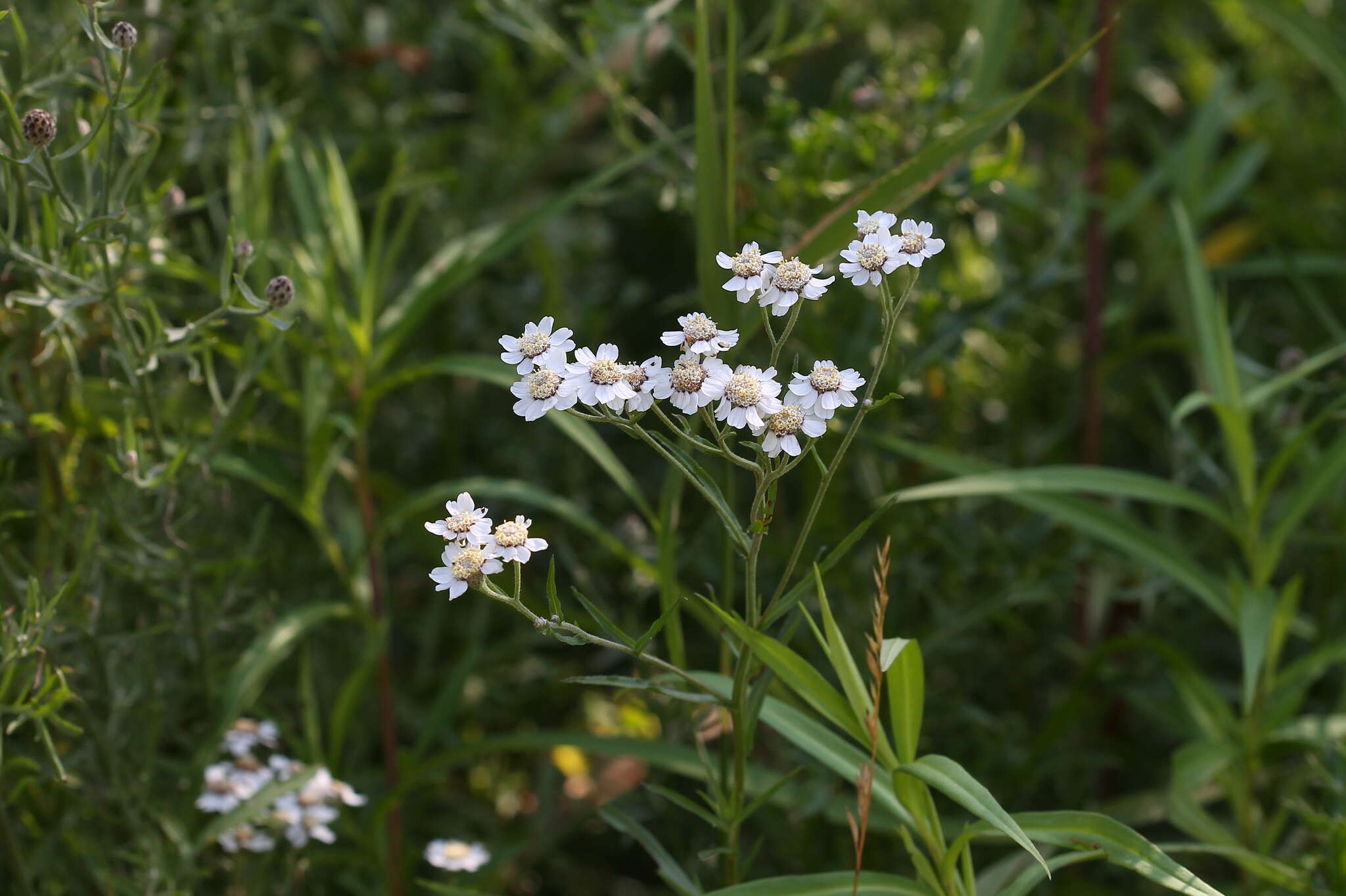 Image of Sneezeweed