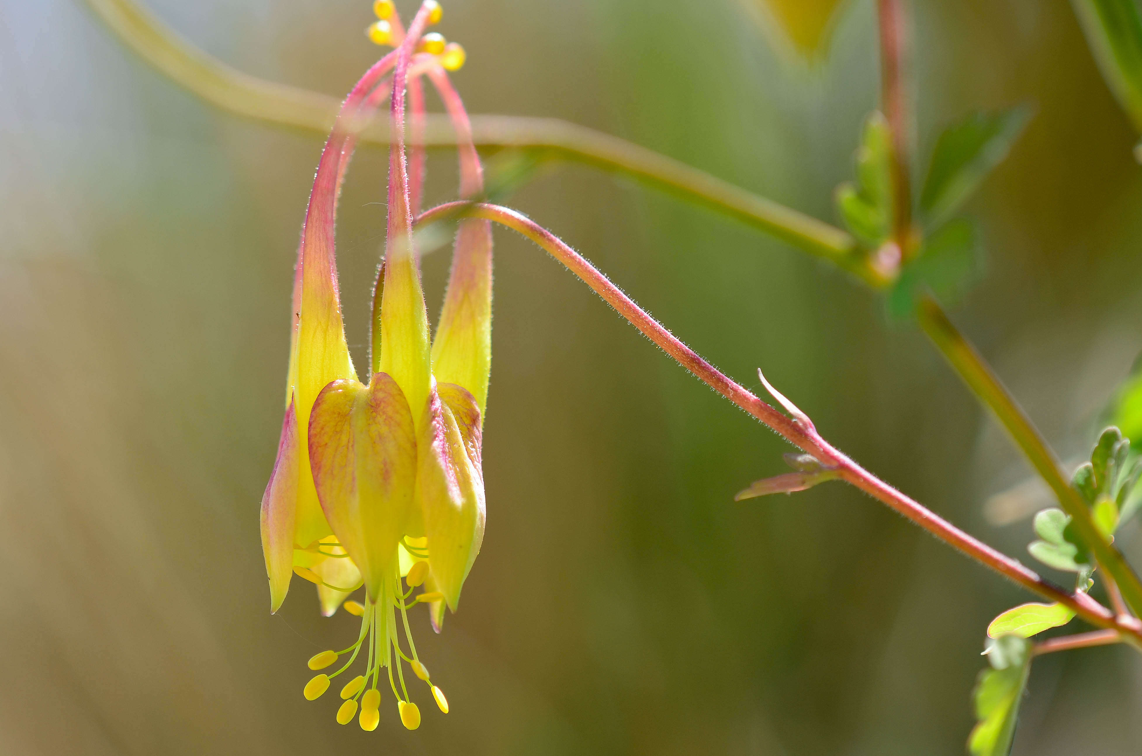 Image of red columbine