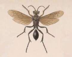 Image of sphecid wasps