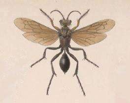 Image of sphecid wasps