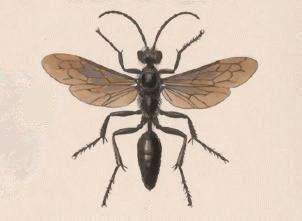 Image of sphecid wasps