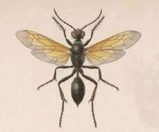 Image of sphecid wasps