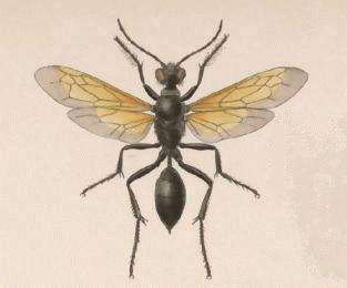 Image of sphecid wasps