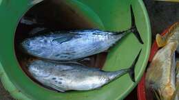 Image of Bonito