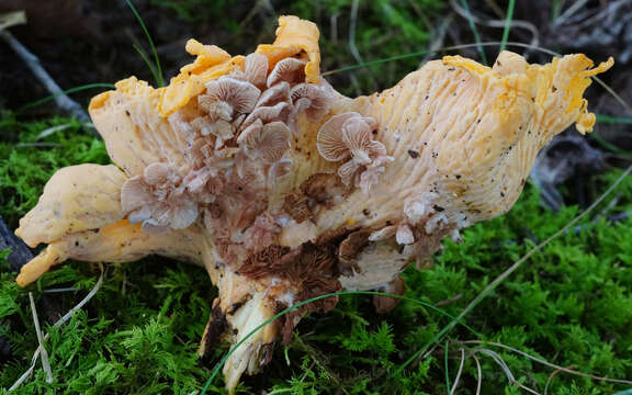 Image of Entoloma parasiticum (Quél.) Kreisel 1984