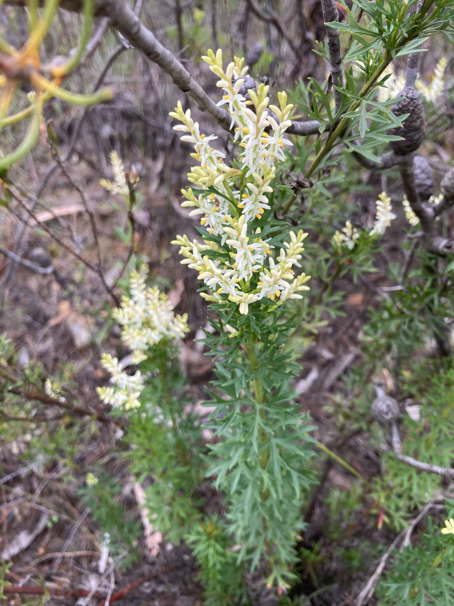 Imagem de Symphionema montanum R. Br.