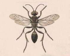 Image of sphecid wasps