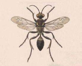 Image of sphecid wasps