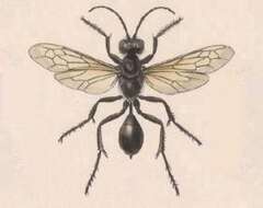 Image of sphecid wasps