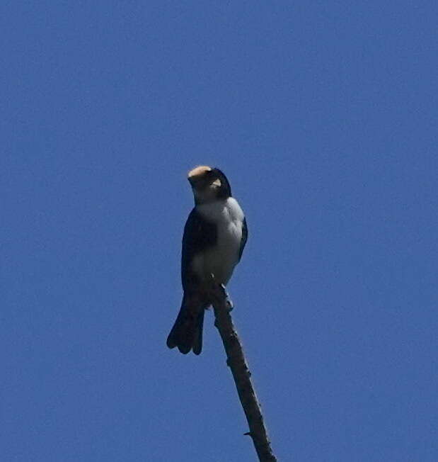 Image of Bornean Falconet