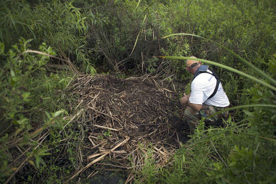 Image of alligators