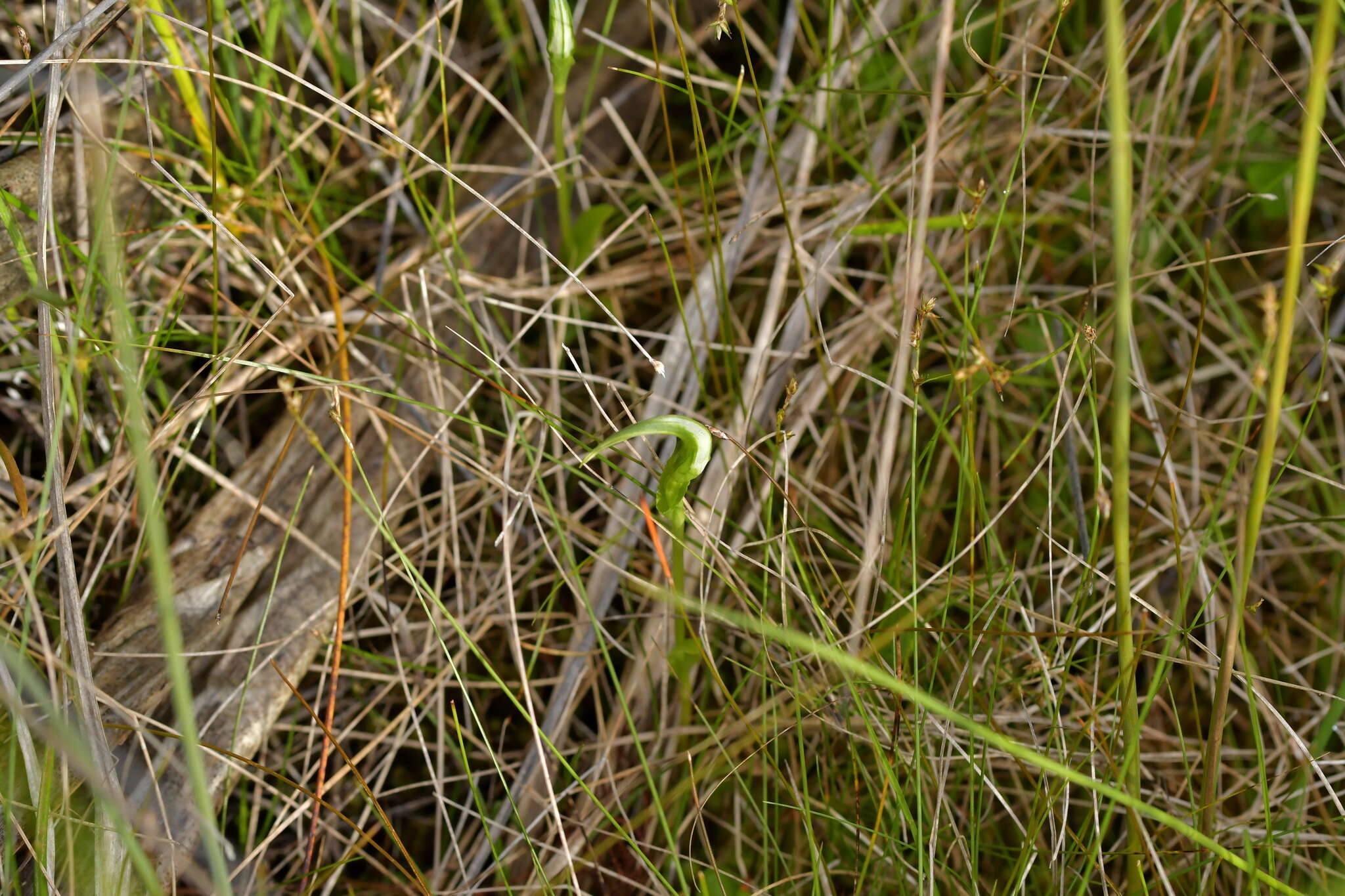 Image of Pterostylis micromega Hook. fil.