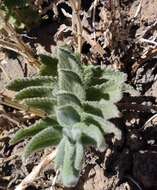 Image of Nepeta teydea Webb & Berthel.