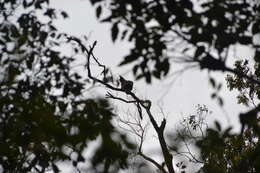 Spizaetus ornatus (Daudin 1800) resmi