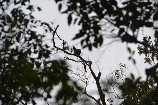 Image of Ornate Hawk-Eagle