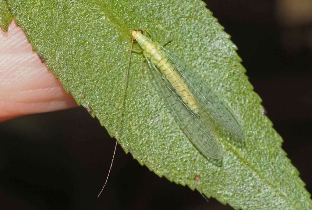 Image of Plesiochrysa