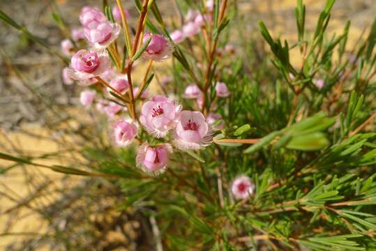 Image de Verticordia picta Endl.