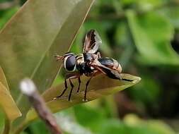 Image of Trichopoda indivisa Townsend 1897