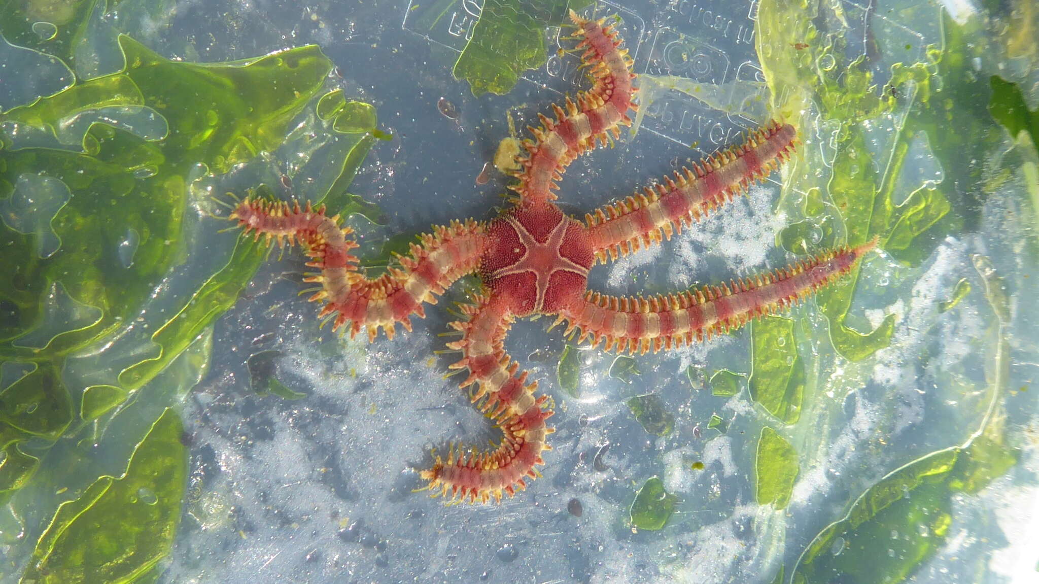 Image of Ophiopholidae O'Hara, Stöhr, Hugall, Thuy & Martynov 2018