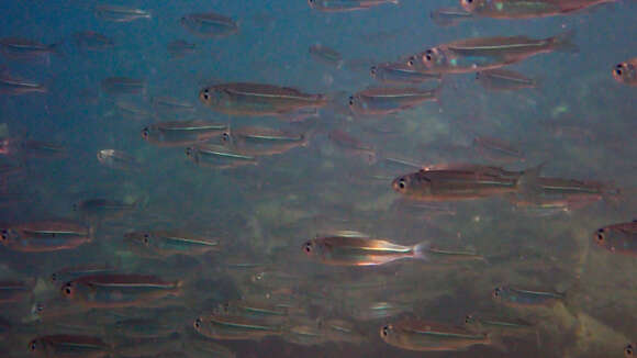 Image of Red Sea hardyhead silverside