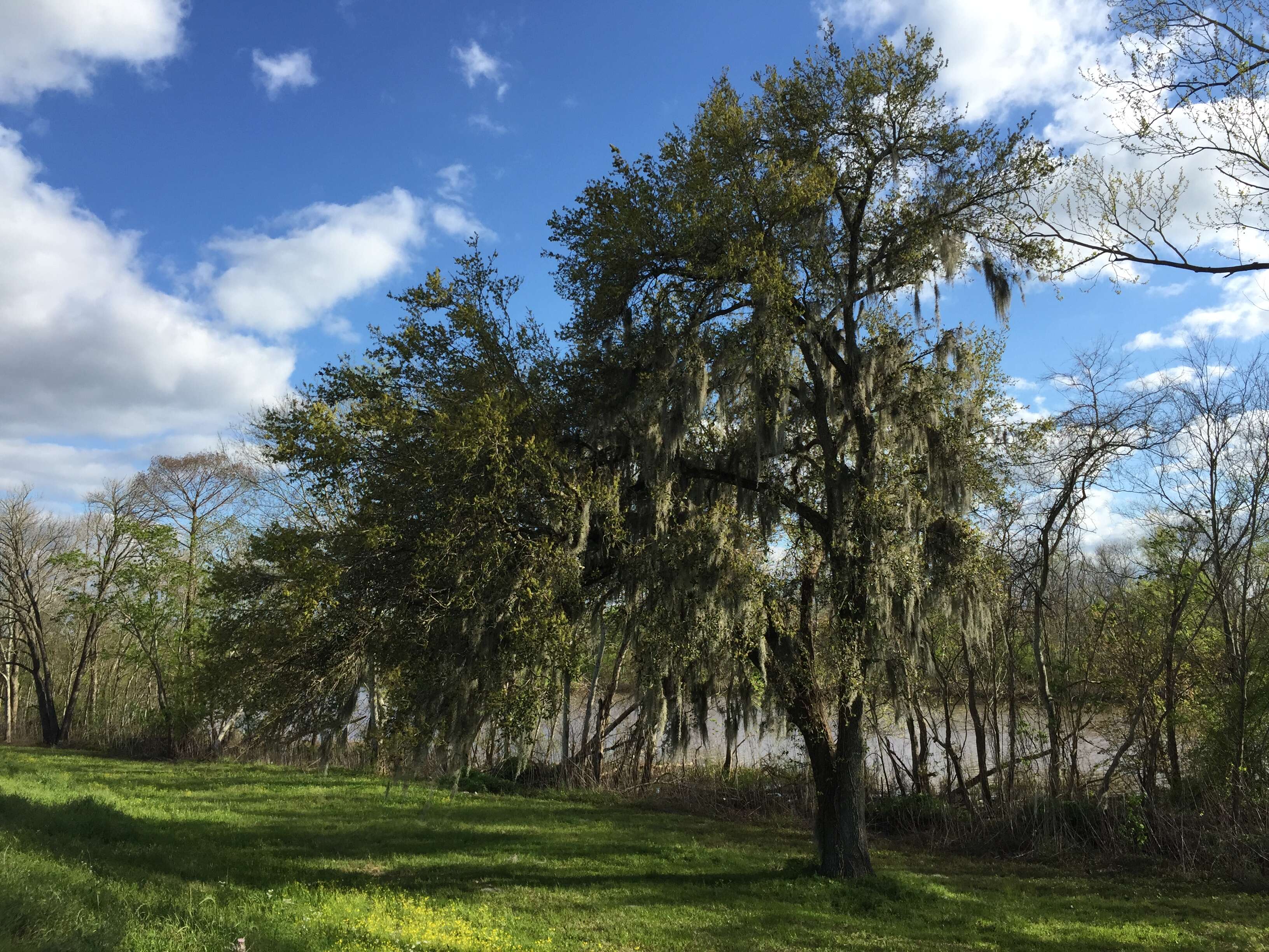 Image of Spanish moss