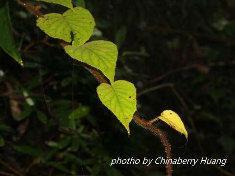 Plancia ëd Actinidia chinensis var. setosa H. L. Li