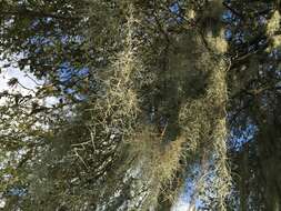 Image of Spanish moss