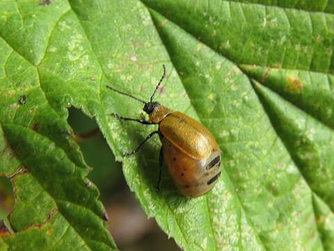 Image of <i>Galeruca laticollis</i>