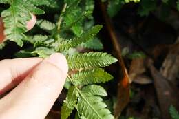 Image of Christella acuminata (Houtt.) Holtt.