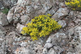 Sivun Alyssum tortuosum Waldst. & Kit. ex Willd. kuva