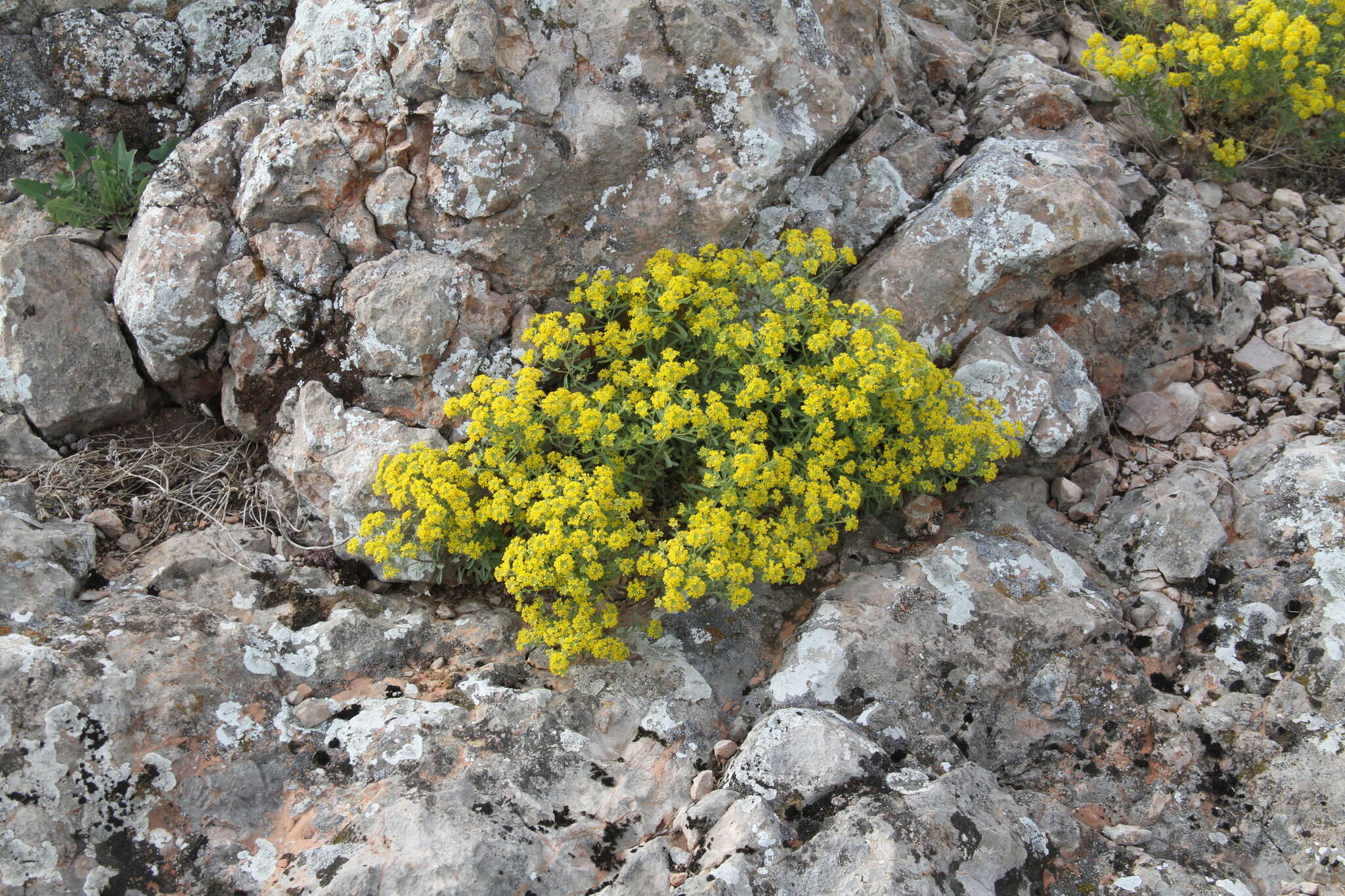 Sivun Alyssum tortuosum Waldst. & Kit. ex Willd. kuva