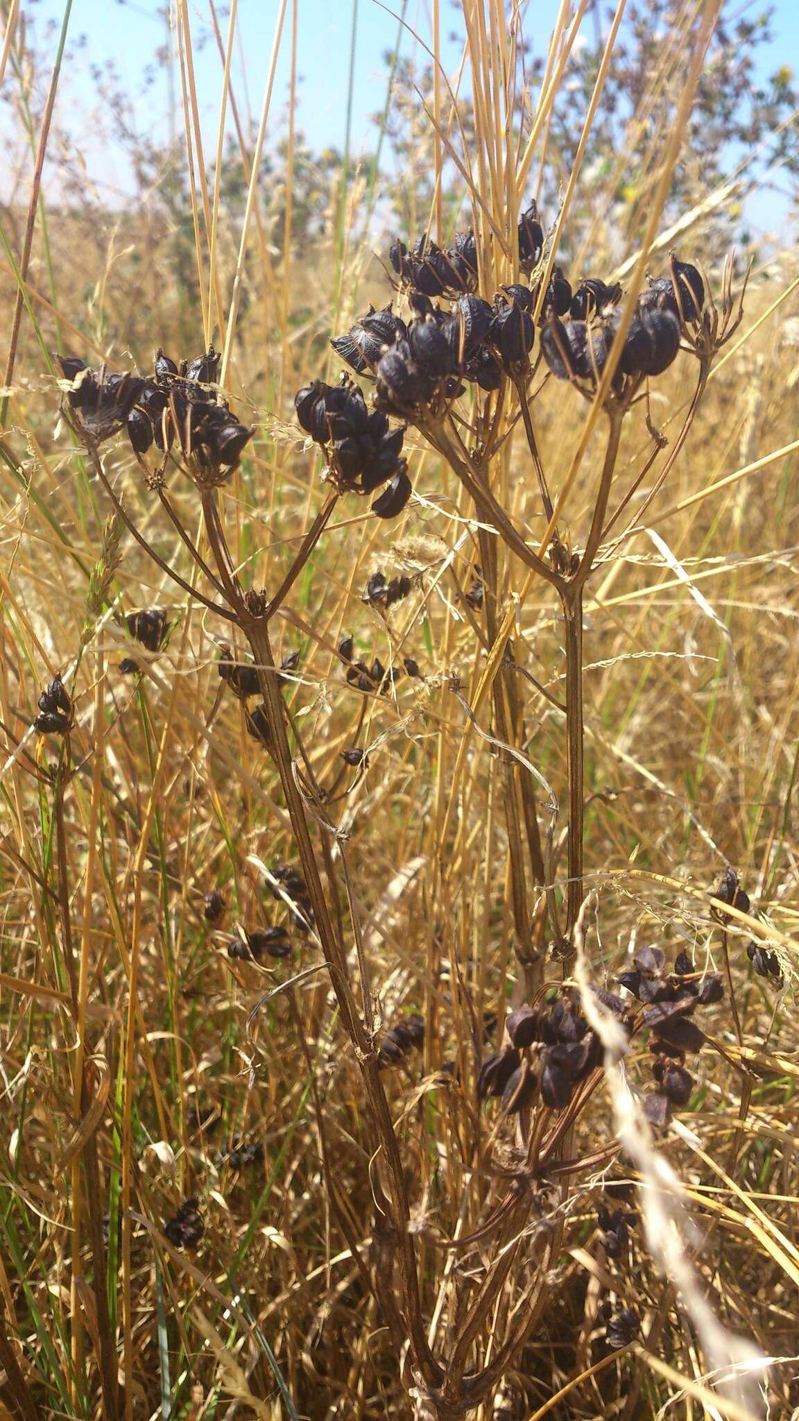 Image of Alexanders