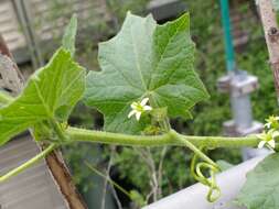 Image of Cretan bryony