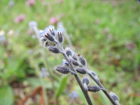 Image of strict forget-me-not