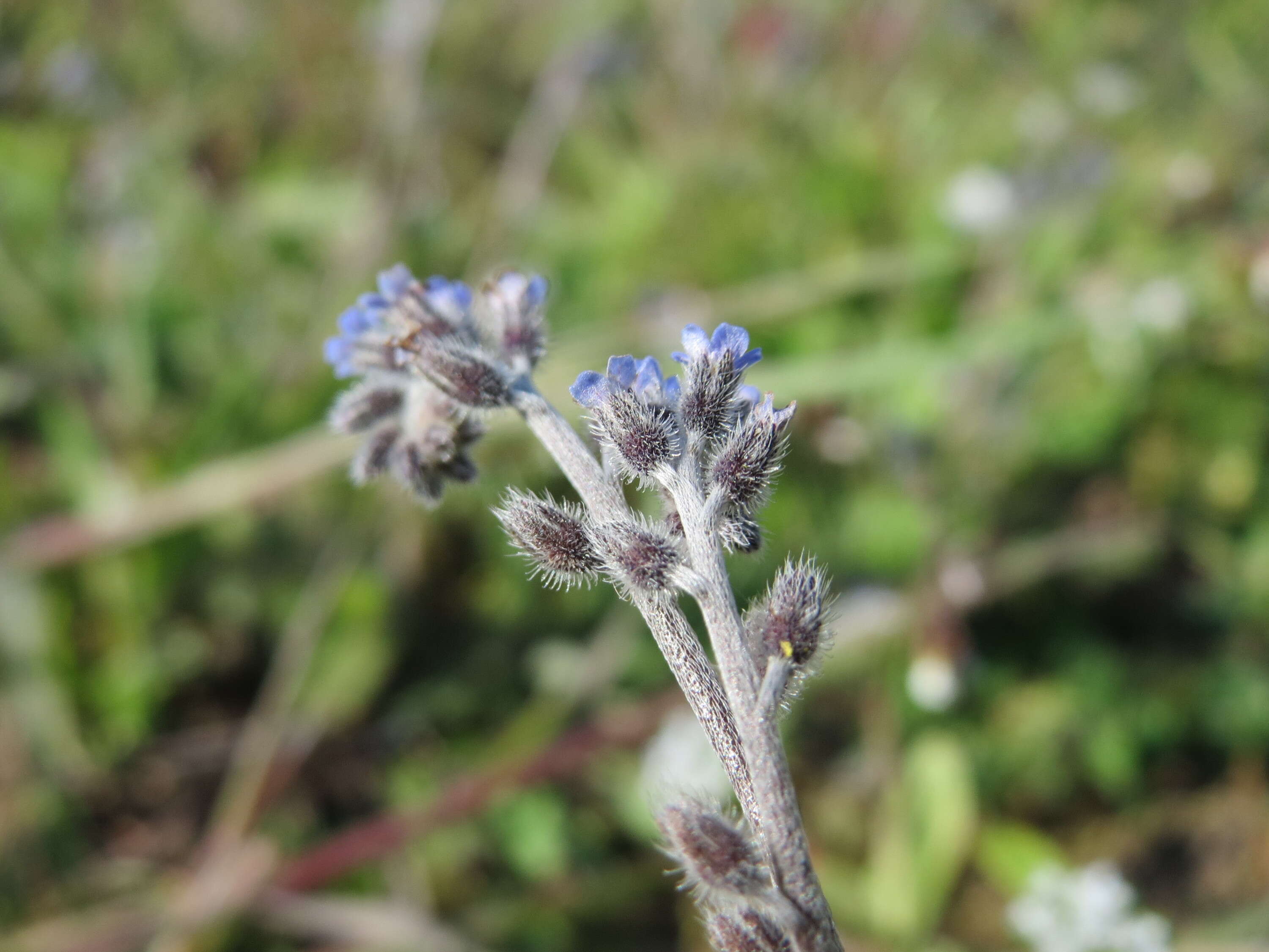 Image of strict forget-me-not