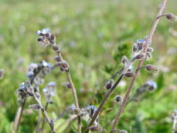 Image of strict forget-me-not