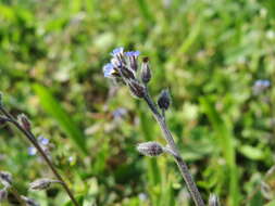 Image of strict forget-me-not