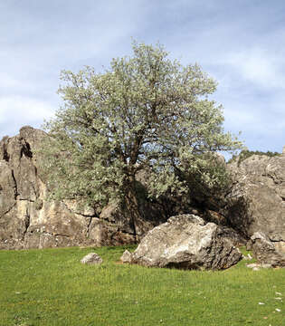 Image of Pyrus elaeagrifolia Pall.