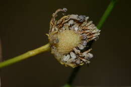 Image of Gutierrezia conoidea (Hemsl.) M. A. Lane