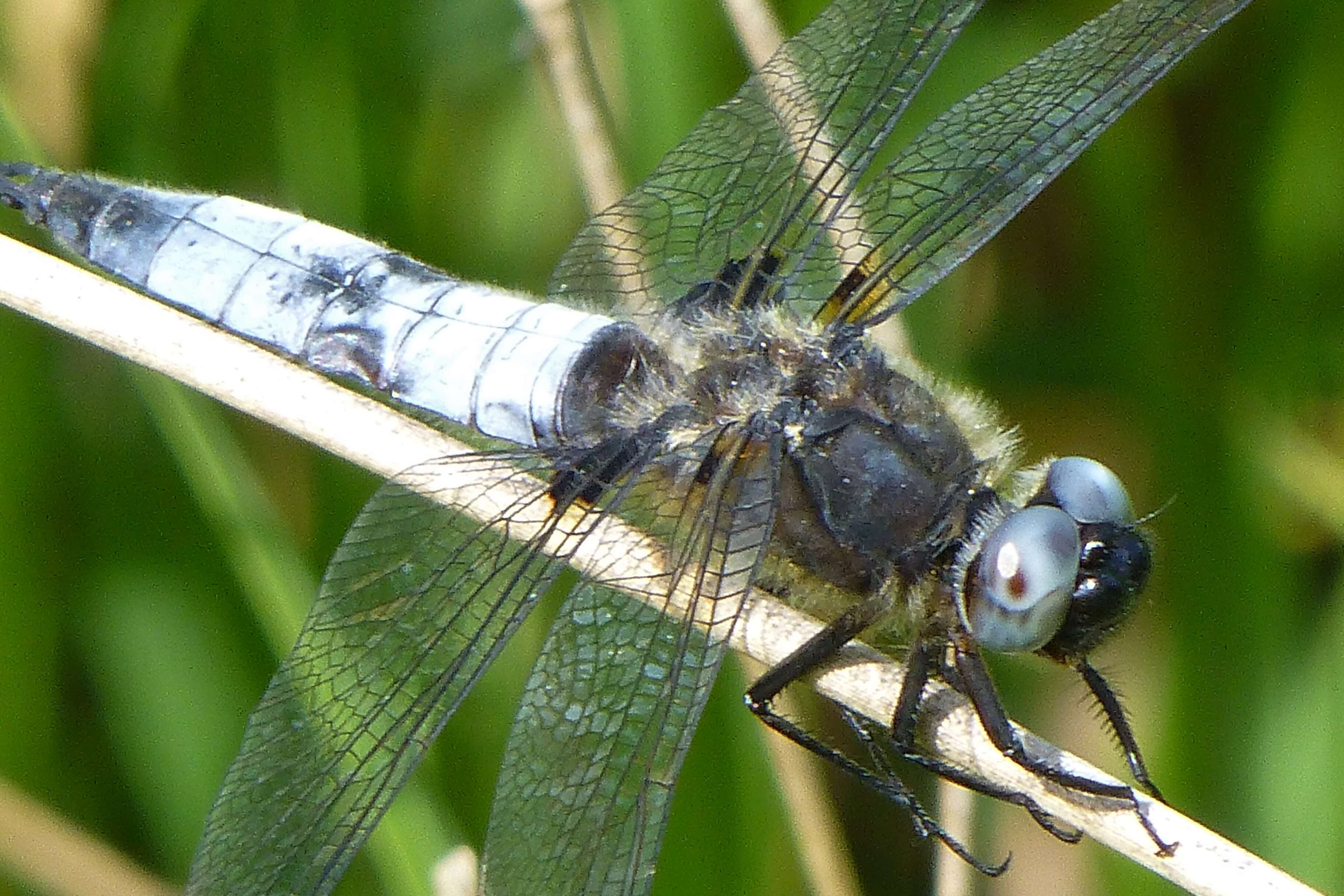 Image of Four-spotted Chaser