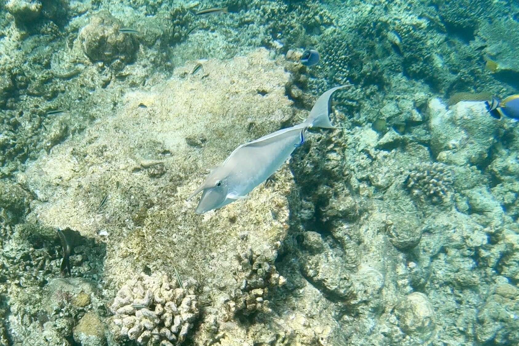 Image of Humpback Unicornfish