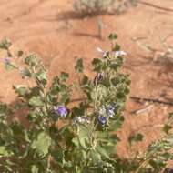 Imagem de Scaevola parvibarbata R. C. Carolin