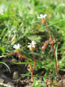 Image of nailwort