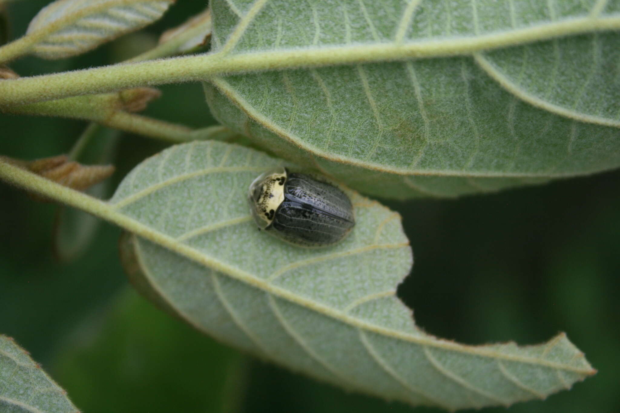 Слика од Physonota alutacea Boheman 1854