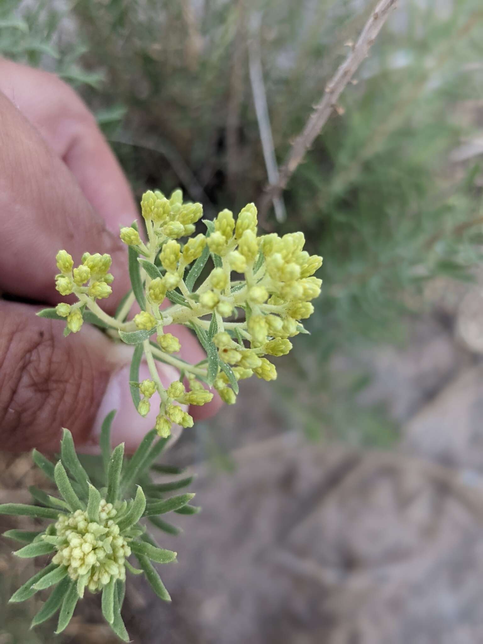 Imagem de Isocoma pluriflora (Torr. & A. Gray) Greene