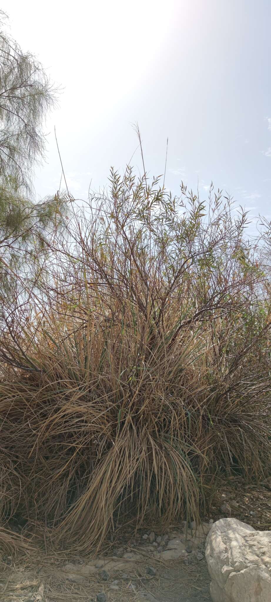 Image de Salix acmophylla Boiss.